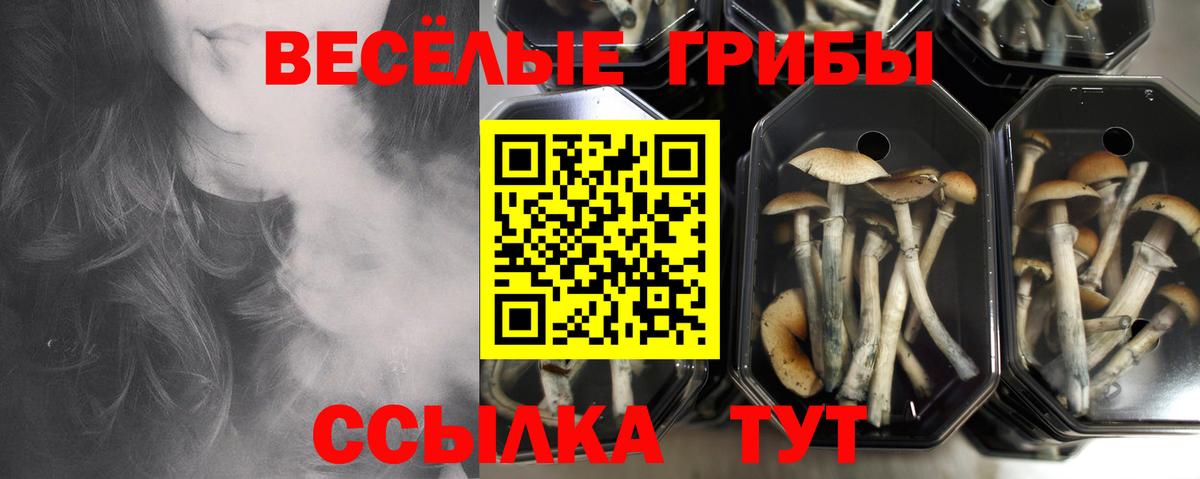 Псилоцибиновые грибы Cubensis  Вход с VPN  Вичуга 